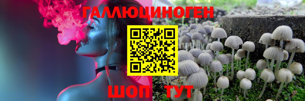 Чернушка  Псилоцибиновые грибы Psilocybine cubensis  Вход с VPN 